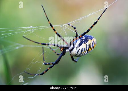 Argiope Aurantia Spider Stockfoto