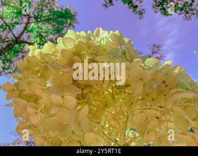 Hortensie Pflanze, blühendes Blumenwachstum blüht in einer weiß-gelben Farbe. Es ist zierlich mit vielen Stielen. Der blaue Himmel zeigt sich oben. Die Form ist eine runde Kugel. Stockfoto