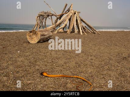 Kelp and Beach Shack am Moonstone Beach inn Cambria, Kalifornien. Stockfoto