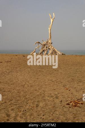 Ein sehr hoher Treibholzzweig steht an einer Strandhütte im Moonstone Beach inn Cambria, Kalifornien. Stockfoto