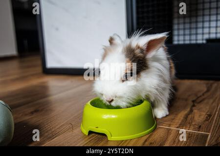 Das Kaninchen genießt eine Mahlzeit aus einer lebendigen grünen Schüssel, während es auf glatten Holzböden in einer warmen Umgebung steht. Stockfoto