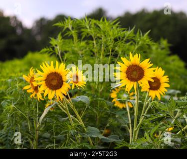 Sonnenblumen auf einem Feld am Abend in Dix Park, Raleigh, North Carolina Stockfoto