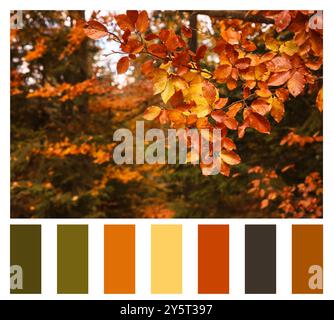 Herbstschattierungen. Bild eines Baumzweigs mit goldenen Blättern im Wald und passender Farbpalette Stockfoto