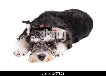 Miniatur-Schnauzer-Hund traurig auf weißem Hintergrund liegend Stockfoto