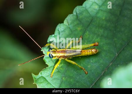 Eine Makroaufnahme einer leuchtenden grünen Grashüpfer-Nymphe mit auffälligen großen schwarzen Augen. Das Insekt steht auf einem Blatt und zeigt seine komplizierten Details und Stockfoto