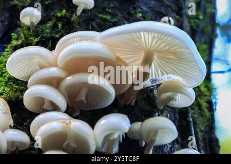 Auf einem Baum, der mit grünem Moos bedeckt ist, wachsen zarte weiße Pilze. Die Pilze haben ein glattes, porzellanähnliches Aussehen und sind gruppiert t t Stockfoto