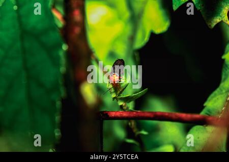 Ein leuchtender Rothals-Glühwürmchen (Luciola kagiana) thront auf zarten weißen Blüten. Der markante rote Thorax und das schwarze Elytra bilden einen schönen Kontrast Stockfoto