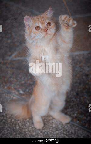 Verspielte Ginger Persian Cat in Action: Fängt die Eleganz und den Charme einer flauschigen Langhaarigen Katze mit luxuriösem Orangenfell und schelmischer Person ein Stockfoto