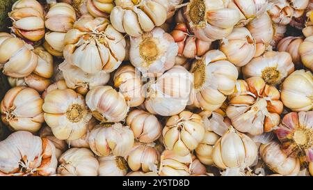 Stapel Knoblauchzwiebeln in Makrodetails. Typische Gewürze für indonesisches Essen. Stockfoto