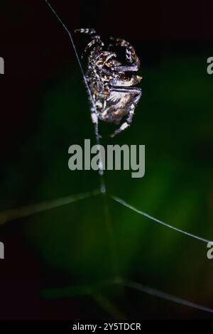 Eine einsame Spinne hängt kopfüber in ihrem Netz, ihre Körpersilhouette vor einem dunklen, verschwommenen Hintergrund. Die komplizierten Beinbewegungen der Spinne und die zarte Zartheit Stockfoto