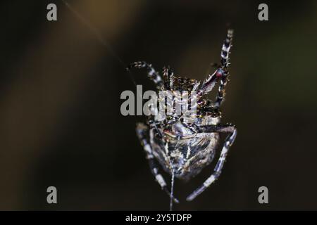 Eine einsame Spinne hängt kopfüber in ihrem Netz, ihre Körpersilhouette vor einem dunklen, verschwommenen Hintergrund. Die komplizierten Beinbewegungen der Spinne und die zarte Zartheit Stockfoto