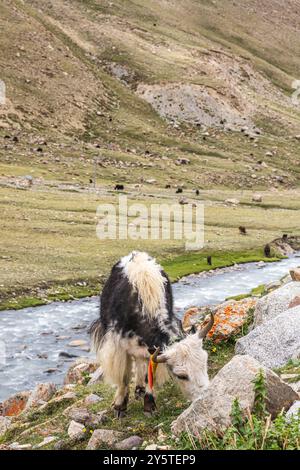 Yak auf der Straße während des rituellen kora (Yatra) um den heiligen Mount Kailash. Ngari-Landschaft in Westtibet. Stockfoto