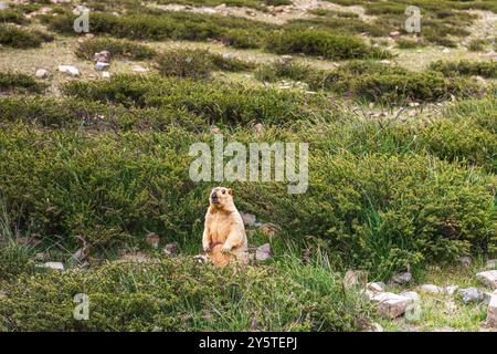 Nahaufnahme des Himalaya-Mammuts während des rituellen kora (Yatra) rund um den heiligen Berg Kailash. Ngari-Landschaft in Westtibet. Stockfoto