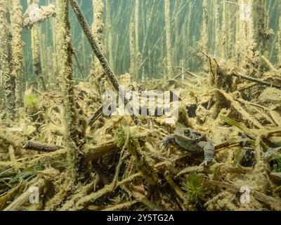 Erdkröte,Bufo bufo, zwischen Wasserpflanzen, Kröte zwischen Wasserpflanzen, NRW, Deutschland Stockfoto