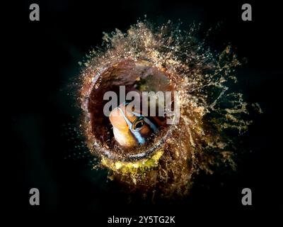 Neugieriger Blenny in einer kleinen Flasche, Neugieriger Blenny in einer kleinen Flasche, Plagiotremus Rhinorhynchos, Anilao, Philippinen Stockfoto