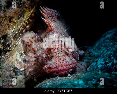 Madeira-Drachenkopf, Scorpaena maderensis, Atlantik, Madeira, Portugal Stockfoto