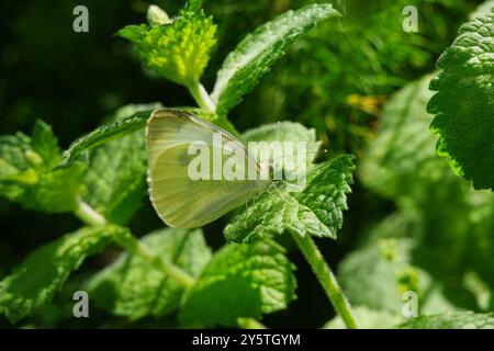 Kohl-weißer Schmetterling auf Zitronenmelisse Stockfoto