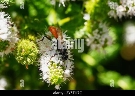 Weibliche Fadenwespe (Sphex lucae) schlürft Minznektar Stockfoto