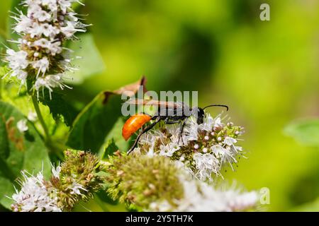 Weibliche Fadenwespe (Sphex lucae) schlürft Minznektar Stockfoto