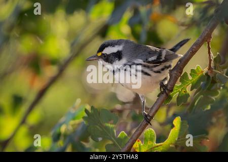 Ein Schwarzer Gray Warbler (Setophaga nigrescens) hält während der Herbstwanderung in einem Eichenwald im Sacramento County Kalifornien USA inne Stockfoto