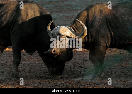 Porträt eines Afrikanischen oder Kaffernbüffel (Syncerus Caffer), Mokala National Park, Südafrika Stockfoto