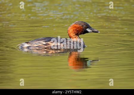 Kleiner Grebe (Tachybaptus ruficollis) schwimmt in einem Teich, Südafrika Stockfoto