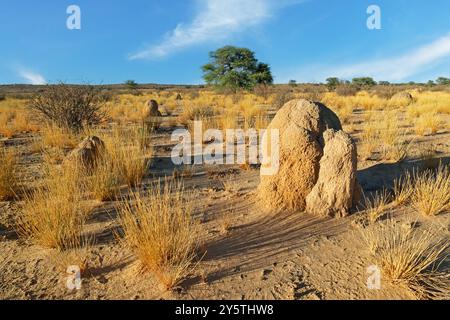 Ein großer Termitenhügel in einer trockenen Kalahari-Wüstenlandschaft, Südafrika Stockfoto