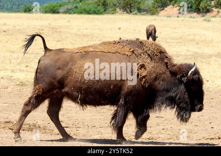 MT. CARMEL JUNCTION, UTAH, USA: American Bisons, a/k/a Buffalo, durchstreifen die Ebenen auf der östlichen Seite des Zion National Park in der Nähe des Mt. Carmel Junction, UT. Stockfoto