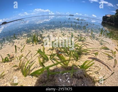 Clownfische und Anemonen bei Ebbe mittags, Insel Kadidiri, Togean Inseln, Sulwesi, Indonesien Stockfoto