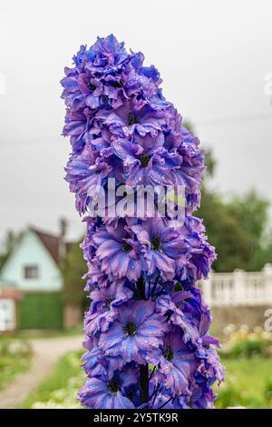 Nahaufnahme der blauen Blüten von Delphinium elatum. Blaues Violett von Delphinium vor einem verschwommenen Gartenhintergrund. Stockfoto