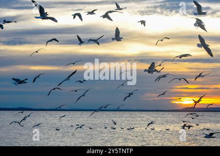 GRAUKÖPFIGE MÖWEN - Larus cirrocephalus auf Musambwa Island - Lake Victoria Uganda Stockfoto