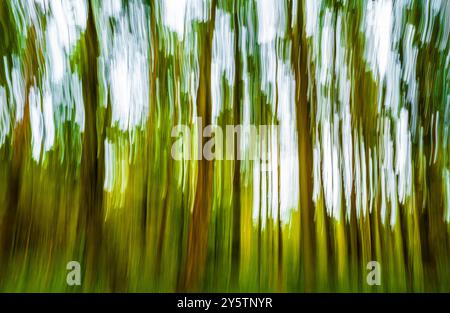 Absichtliche Kamerabewegung im Wald Stockfoto