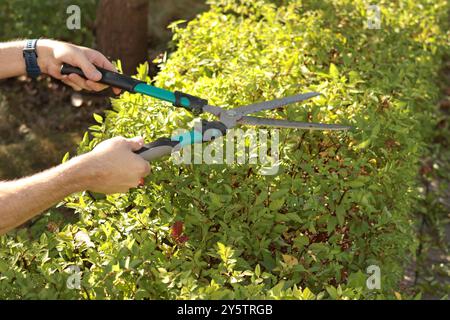 Junger Mann, der im Herbst Blätter und Heckenzweige im Garten mit alter Gartenschere schneidet. Gartenarbeit und Aufräumarbeiten. Natur- und Gartenpflege. Stockfoto