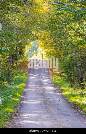 Unbefestigter Weg in einem Laubwald mit schönen Herbstfarben Stockfoto