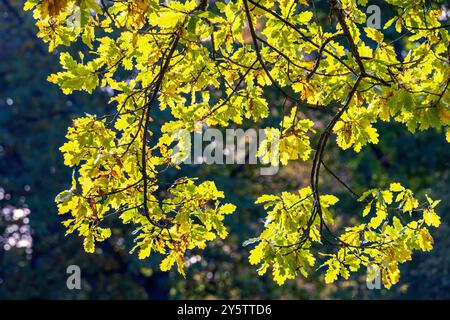 Schöne Eichenbäume auf einem Zweig an einem sonnigen Herbsttag Stockfoto
