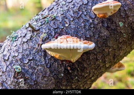 Rotgürtel auf einem Fichtenstamm Stockfoto