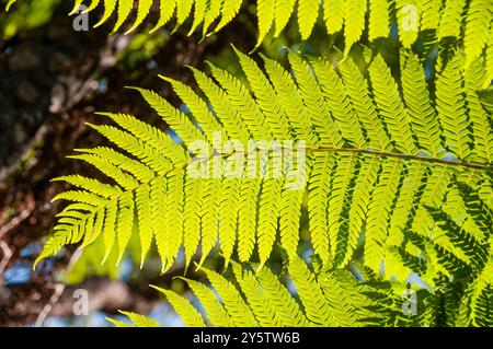 Cooper's Tree Farn, Cyathea cooperi, von unten, Booderee Botanic Gardens, NSW, Australien Stockfoto