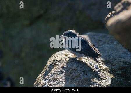 Die junge Begrüßungsschwalbe Hirundo neoxena liegt auf einem Felsen in der Nähe des Meeres, Huskisson, Jervis Bay, NSW, Australien Stockfoto