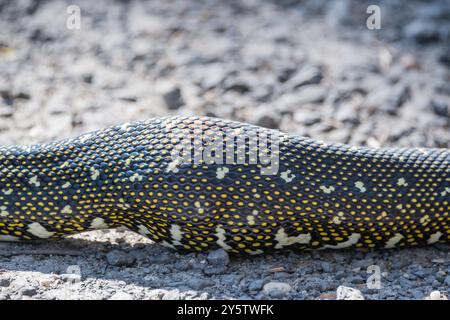 Australische Diamantpython, Morelia spilota spilota, geschwollener Bauch, Booderee Botanic Gardens, NSW, Australien Stockfoto