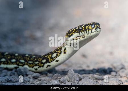 Australische Diamantpython, Morelia spilota spilota, Booderee Botanic Gardens, NSW, Australien Stockfoto
