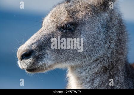 Östliches graues Känguru, Macropus giganteus, in der Nähe von Cave Beach, NSW, Australien Stockfoto