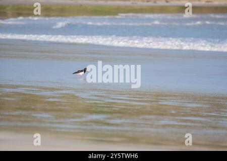 Rattenfänger, Haematopus longirostris, am Strand, Cave Beach, NSW, Australien Stockfoto