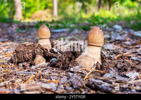 Wilde Pilze, die im Herbstwald wachsen Stockfoto
