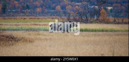 Großer Elchbulle, Alces Alces, in herbstlich gefärbter Landschaft im Fokstumyra Naturschutzgebiet, Dovre, Innlandet Fylke, Norwegen, Skandinavien. Stockfoto