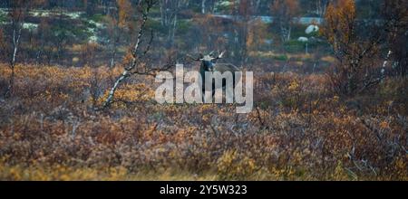 Großer Elchbulle, Alces Alces, in herbstlich gefärbter Landschaft im Fokstumyra Naturschutzgebiet, Dovre, Innlandet Fylke, Norwegen, Skandinavien. Stockfoto