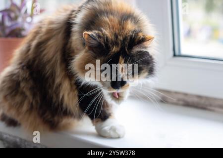 Eine neugierige Katze sitzt bequem auf einer Fensterbank, blickt aus dem Fenster auf die Welt dahinter und beobachtet die Umgebung Stockfoto