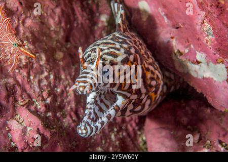 Wunderschön gemusterter Drachen-Muränen-Aal mit scharfen zackartigen Zähnen und dramatischen Markierungen Stockfoto