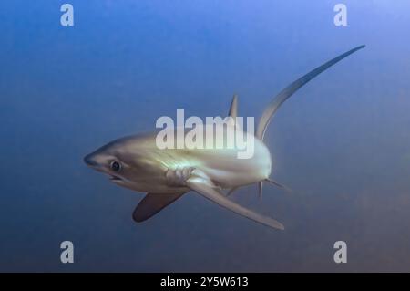 Dreschhai, Alopias vulpinus, Malapascua, Philippinen große Augen und großer Schwanz Stockfoto