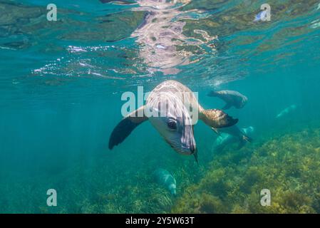 Zwei australische Seelöwen schwimmen über Seegras und schauen in die Kamera Stockfoto