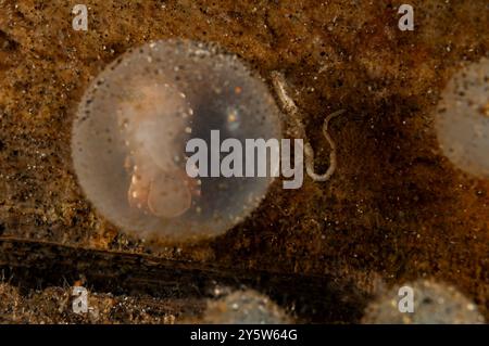 Nahaufnahme eines extravaganten Tintenfisch-Eies und -Embryos Stockfoto